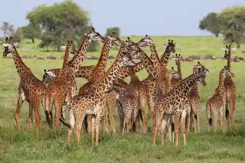 Excursion d'une journée avec partage ; Réserve de gibier de Selous