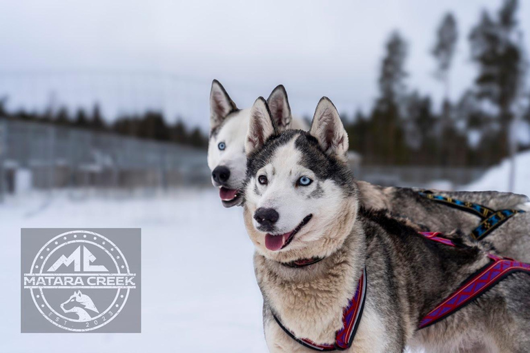 Meltosjärvi: Self Driving Husky Tour - Lake Trail Experience