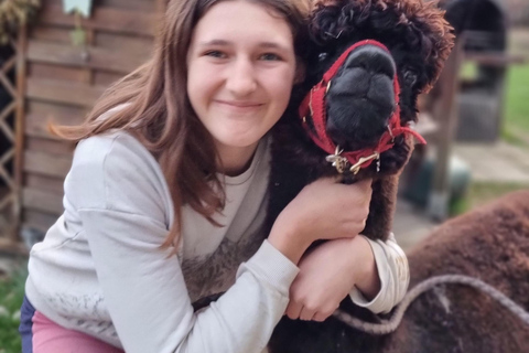 Caminhada com alpacas - Domačija Loncnar - Bohinj