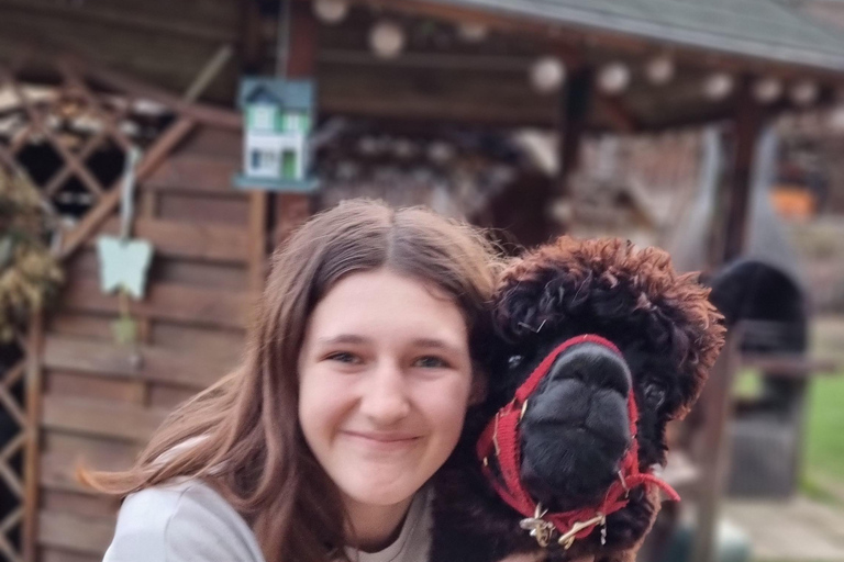 Walking with alpacas - Domačija Loncnar - Bohinj