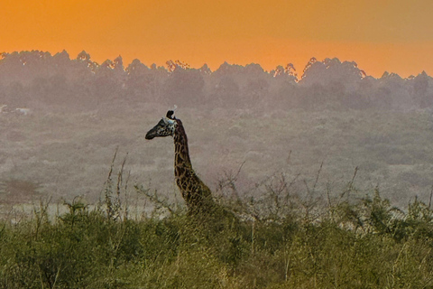 Nairobi Park Safari, Sheldrick's Orphanage & Giraffe Center Shared Drive in Open-Roof Van Game Drive