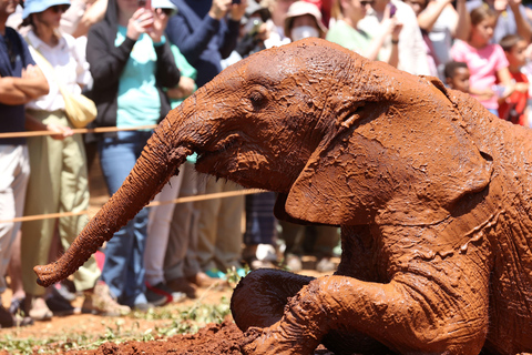 Nairobi: David Sheldrick Olifantenkwekerij Tour