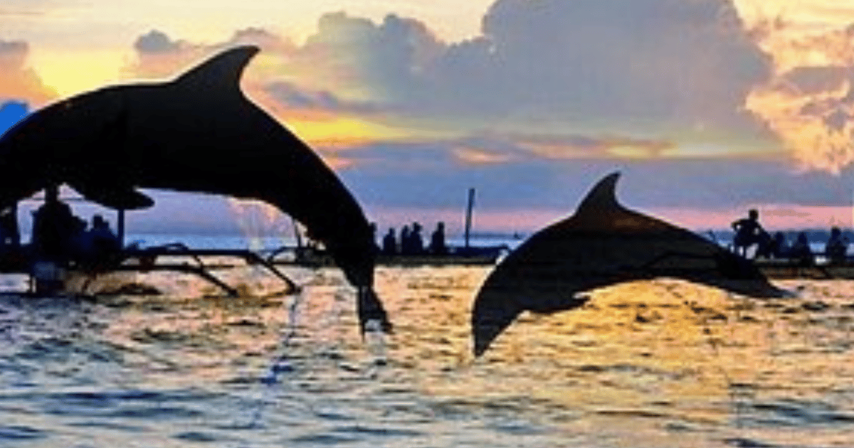 Bali Tour De Un D A Completo Por Bali Con Delfines Getyourguide