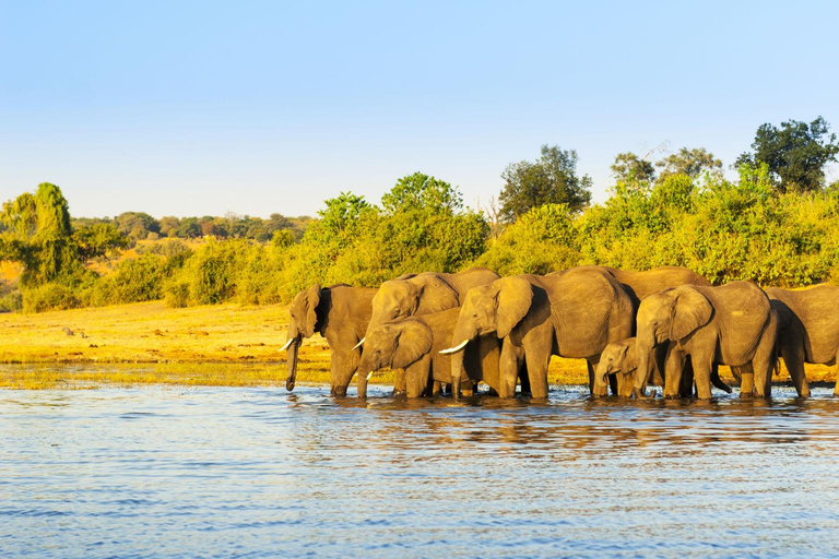7-Day Mobile Camping Safari in Chobe &amp; MoremiPrivate Tour in English