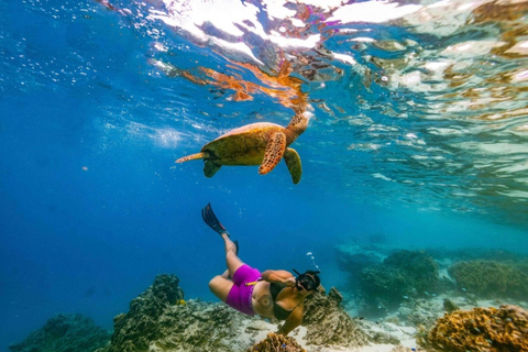 Rarotonga Swim With The Turtles