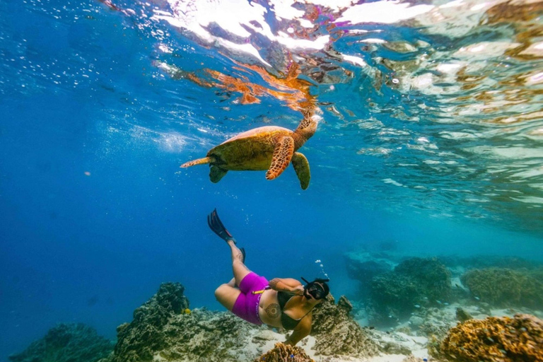 Rarotonga Swim With The Turtles