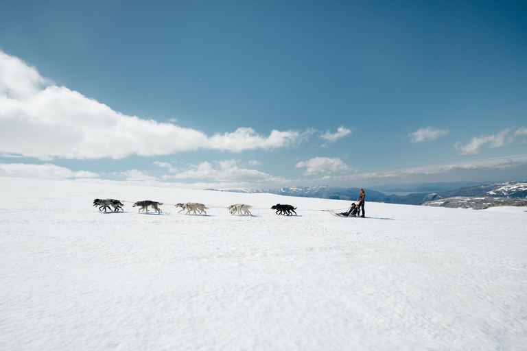 Tromsø: Aventura exclusiva en trineo tirado por perros