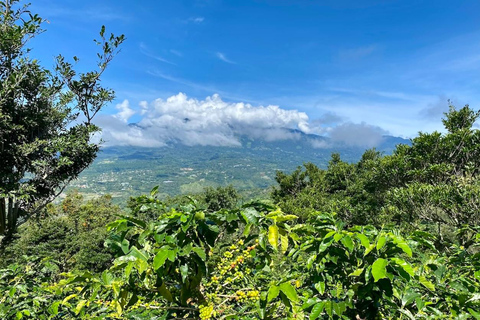 Boquete, Panama : visite interactive du café de spécialité