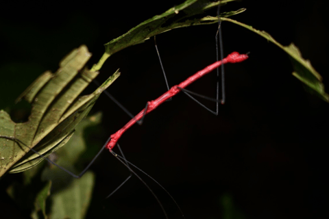 Tarapoto: Nattvandring i Amazonas regnskog