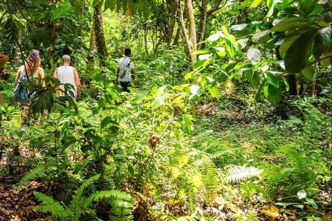 Dzień w raju: odkryj magię wyspy Pemba
