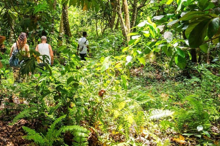 Dzień w raju: odkryj magię wyspy Pemba