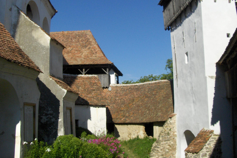 Brasov: Saxon Fortified Churches Day Tour with Guide