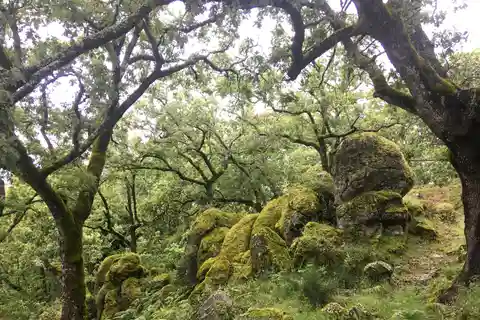 Gredos: Guidad vandring i Vettón-skogen