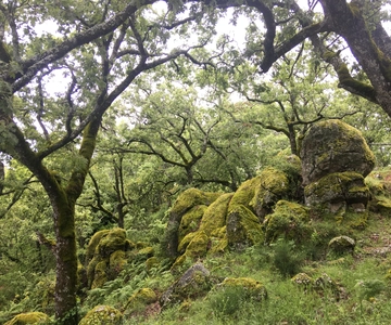 Gredos: Guided Hike in the Vettón Forest