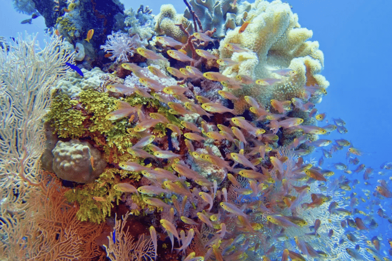 Hurghada or Makadi: Yacht Snorkeling & Orange Bay Island Hurghada: 8- Hour Orange Island with Breakfast & Lunch