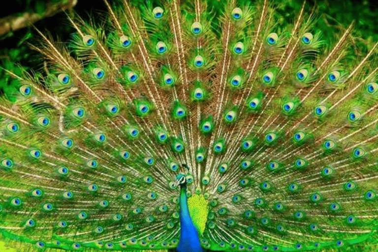 Expedição fotográfica e acampamento de luxo de quatro dias