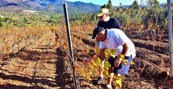 Wine Tour Sardinia