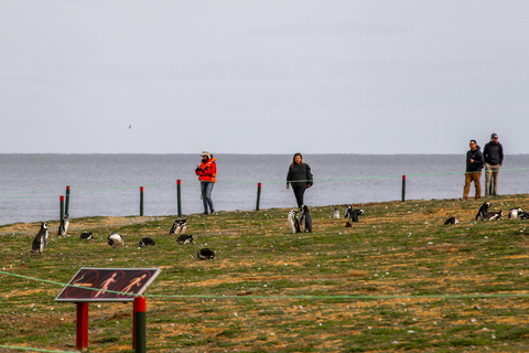 Punta Arenas: Magdalena Island Navigation & Penguin Walk