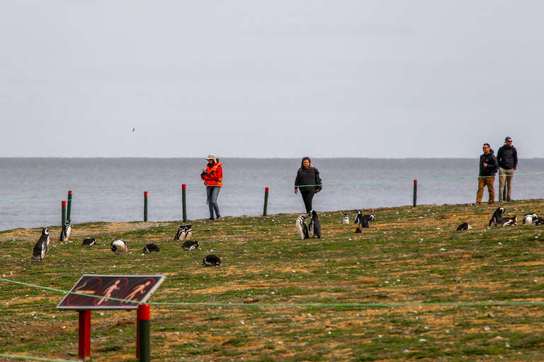 Punta Arenas: Magdalena Island Navigation & Penguin Walk