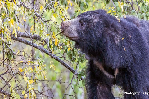 From Ella to Yala National Park Safari with Tree House Stay