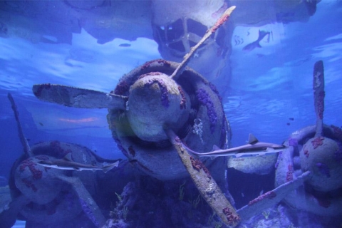 Antalya: toegangsticket voor Antalya Aquarium met vervoerAntalya Aquarium: ticket en transfer vanaf Kemer