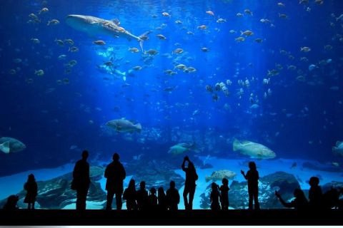 Antalya: Aquarium Entrance Ticket & Optional Transfer