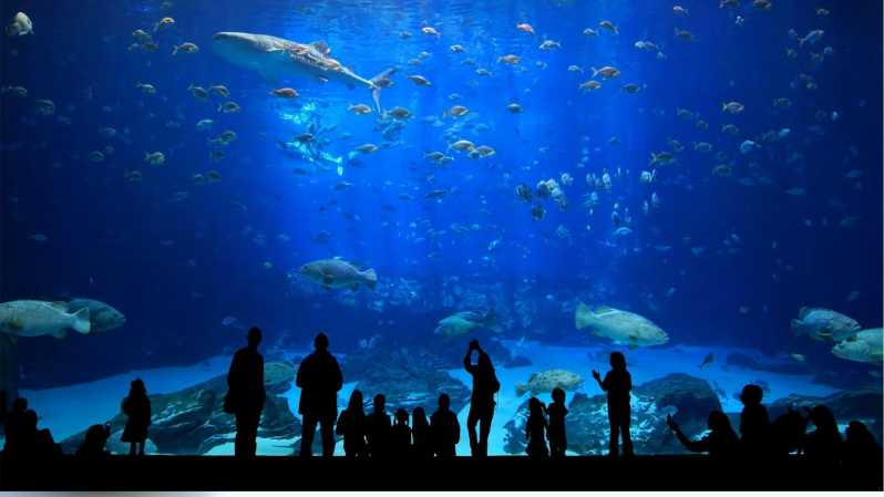 Antalya: Aquarium Entrance Ticket & Optional Transfer