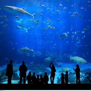 Antalya Aquarium Entrance Ticket and Transfer