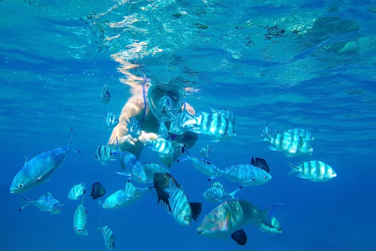 Bali: Dolfijn kijken, snorkelen & Hot Spring TourDolfijn & Warmwaterbron kijken