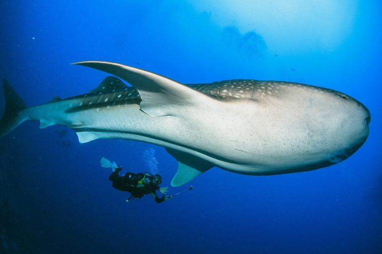 Zanzibar: Mafia Island Whale Shark Snorkeling Day Trip