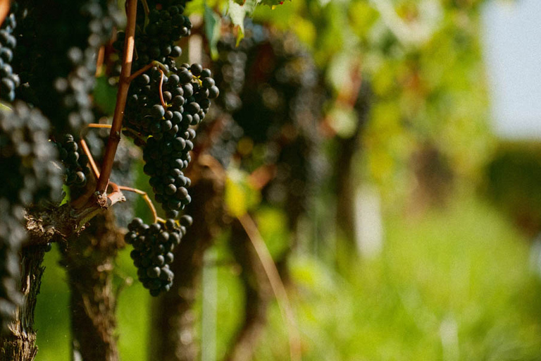 Recorrido por el campo en la Provenza desde NizaCampo gira en Provenza desde Niza