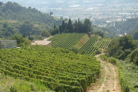 Landschaftsausflug in die Provence ab NizzaLand-Tour in der Provence von Nizza