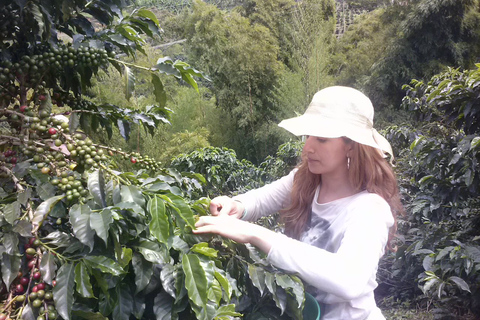 Medellin: Coffee Experience and Workshop