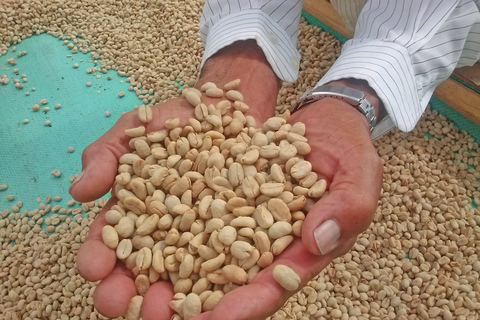 Medellin: Coffee Experience and Workshop