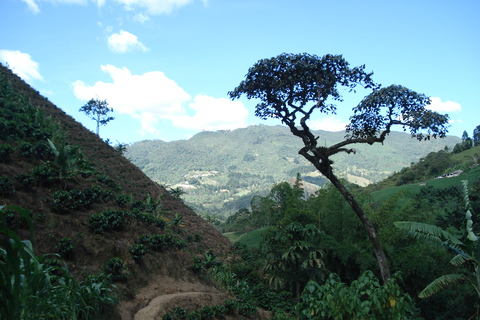 Medellin: Coffee Experience and Workshop