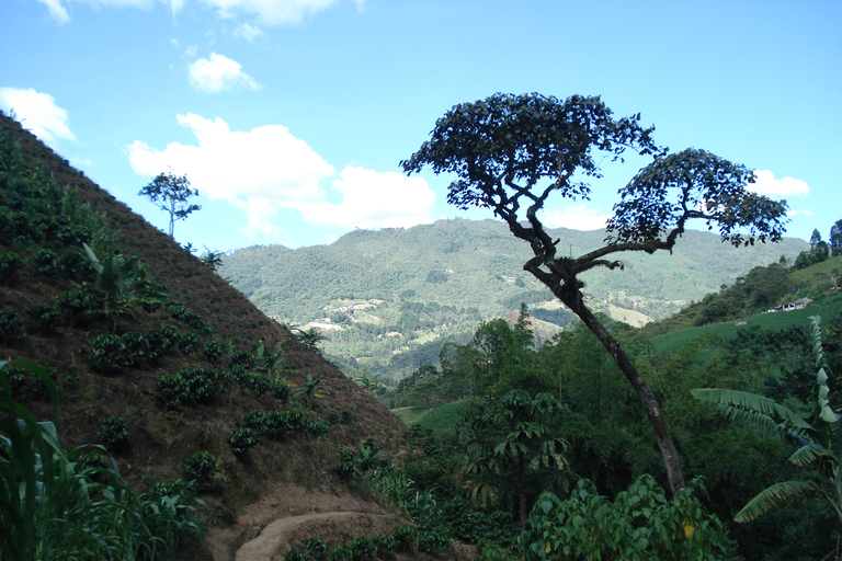 Medellin: Coffee Experience and Workshop