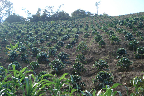 Medellin: Coffee Experience and Workshop