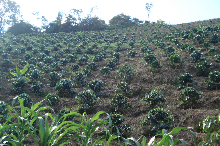 Medellin: Coffee Experience and Workshop
