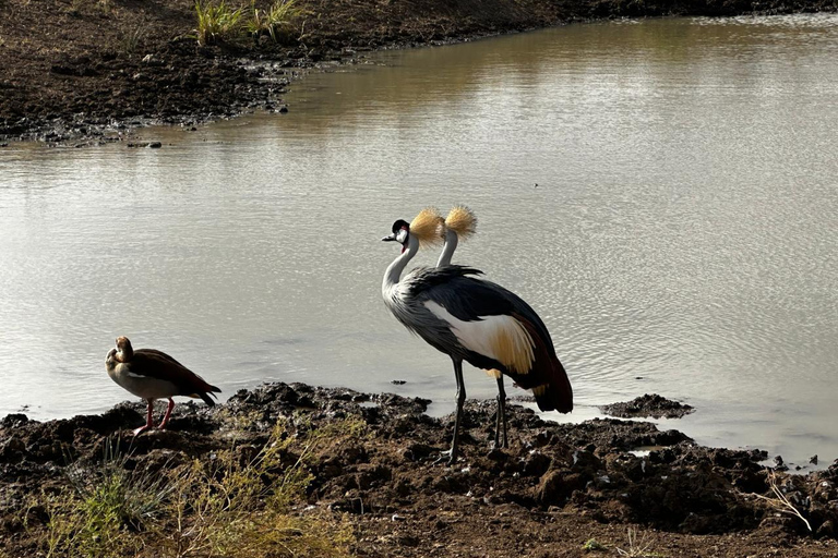 Nairobi National Park 5-Hour Game Drive Morning or Afternoon