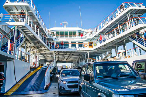 Punta Arenas: Full Day Tierra del Fuego & King Penguins