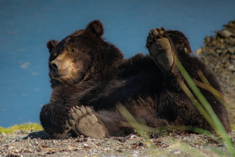 From Juneau: Pack Creek Bear Viewing Adventure Private Pack Creek Bear Viewing Adventure