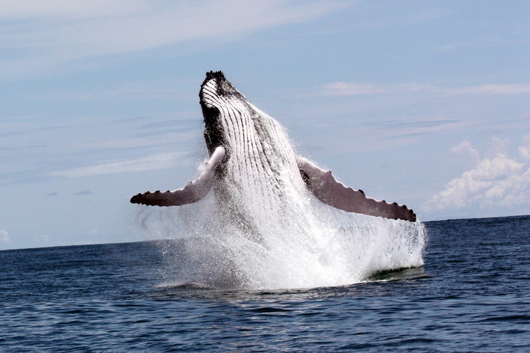 Marino Ballena National Park: Watching Whales and Dolphins