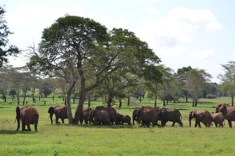 2 Daagse Taita Hills Saltlick Safari (Minimaal 2 personen)