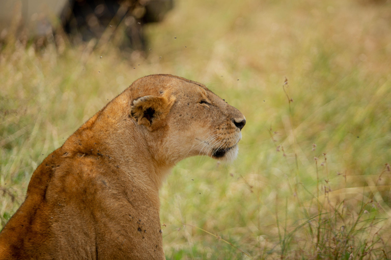 Moshi/Arusha: Lake Manyara National Park Day Trip with Lunch Arusha: Lake Manyara National Park Day Trip with Lunch