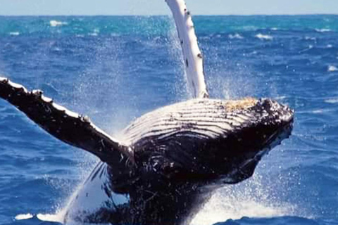 Dikwella & Hiriketiya to Mirissa Whale Watching Day Tour