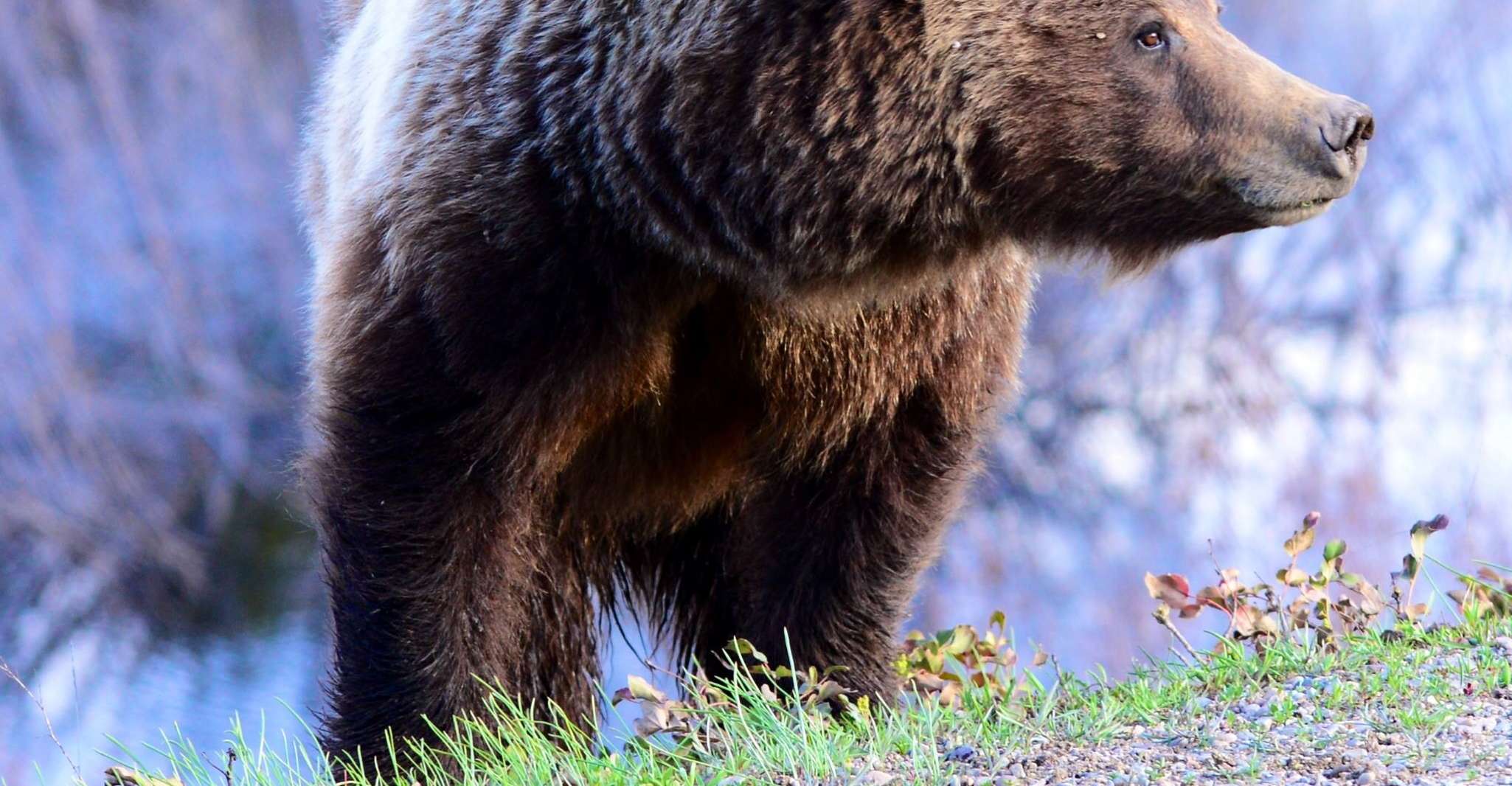 Da Jackson, 2 giorni Grand Teton e Yellowstone Tour - Housity