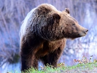 De Jackson, de 2 jours Grand Teton et Yellowstone Tour - Housity