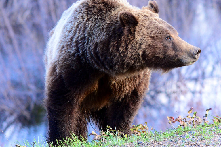 De Jackson: Excursão de 2 Dias a Grand Teton e Yellowstone