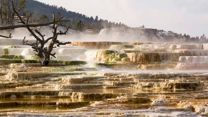 from jackson grand teton yellowstone 2day 1night tour