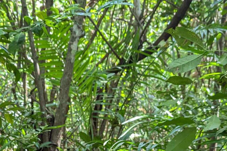 Zanzibar: Mnemba Dolphin, Jozani Forest & Turtle Sanctuary Private Tour without Hotel transfer